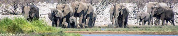 Sloni Etosha